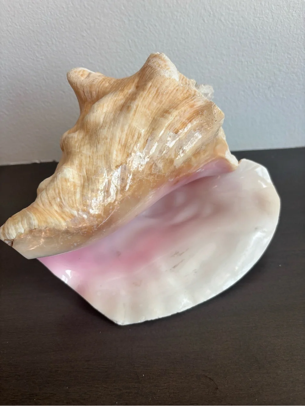 Vintage Large Pink Queen Conch Shell  8.5 in. Natural Ocean Art Beach House Deco